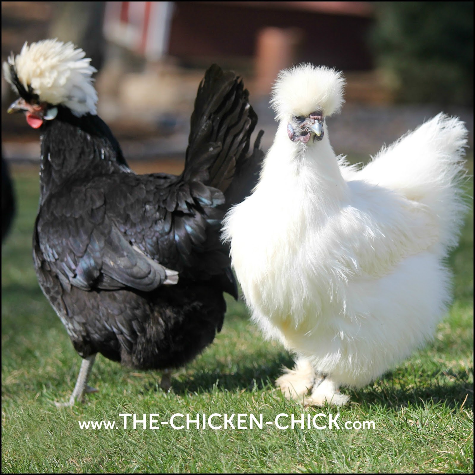Crested Chickens The Chicken Chick.jpg